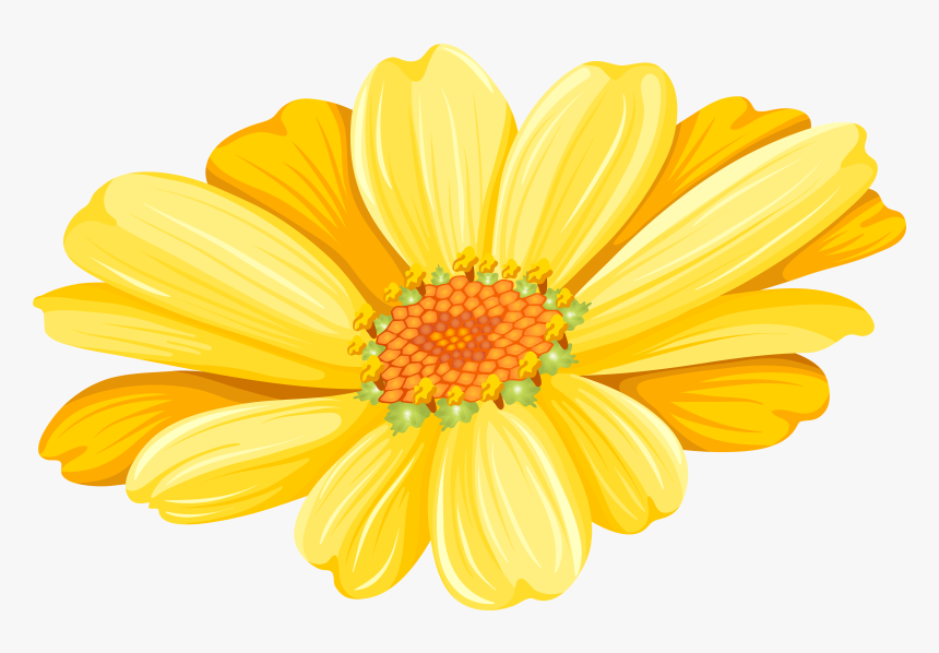 Transvaal Daisy Chrysanthemum Argyranthemum Frutescens - Chrysanthemum, HD Png Download, Free Download