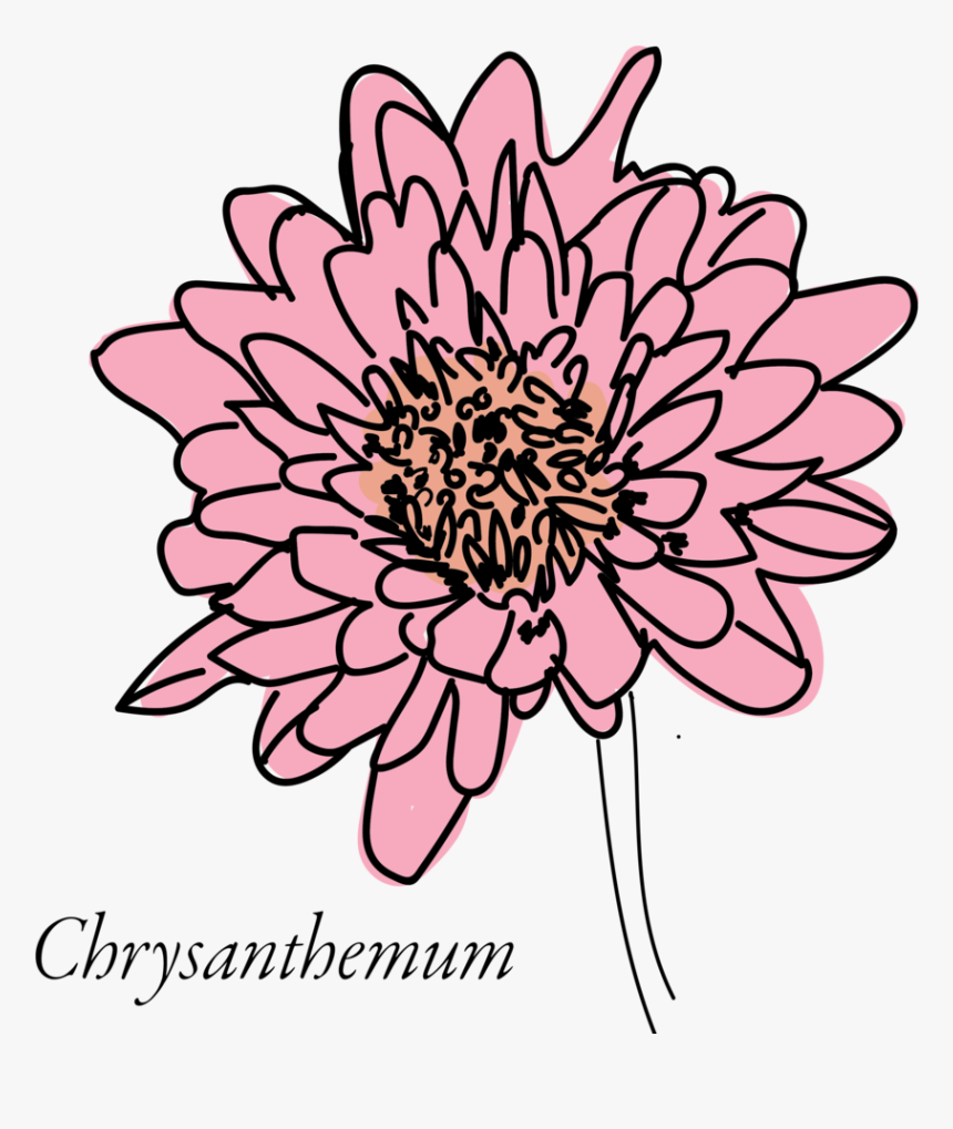 Chrysanthemum-03 - African Daisy, HD Png Download, Free Download