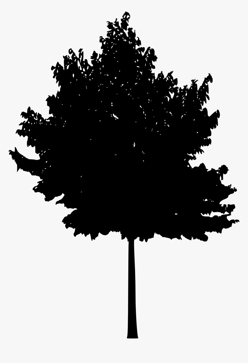 Tree Woody Plant Silhouette - Transparent Background Tree Silhouette Png, Png Download, Free Download