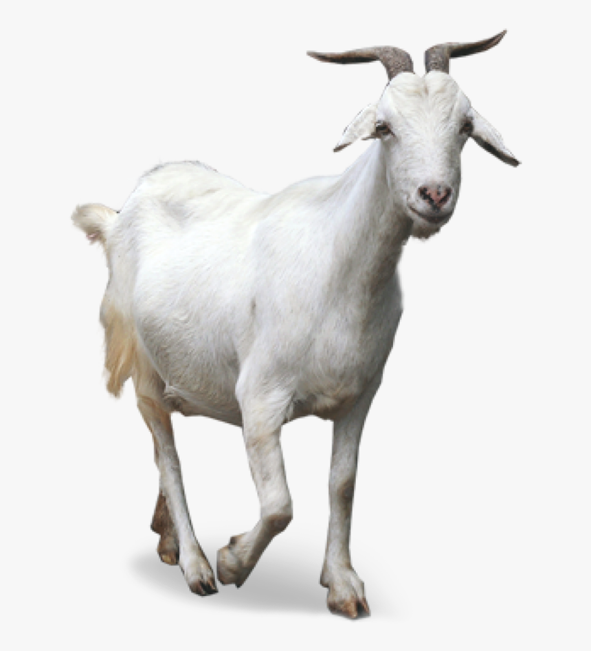 Img05 - Goat Png Transparent, Png Download - kindpng