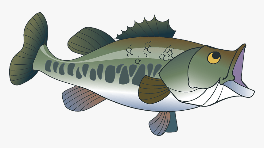 Largemouth Bass Png, Transparent Png, Free Download