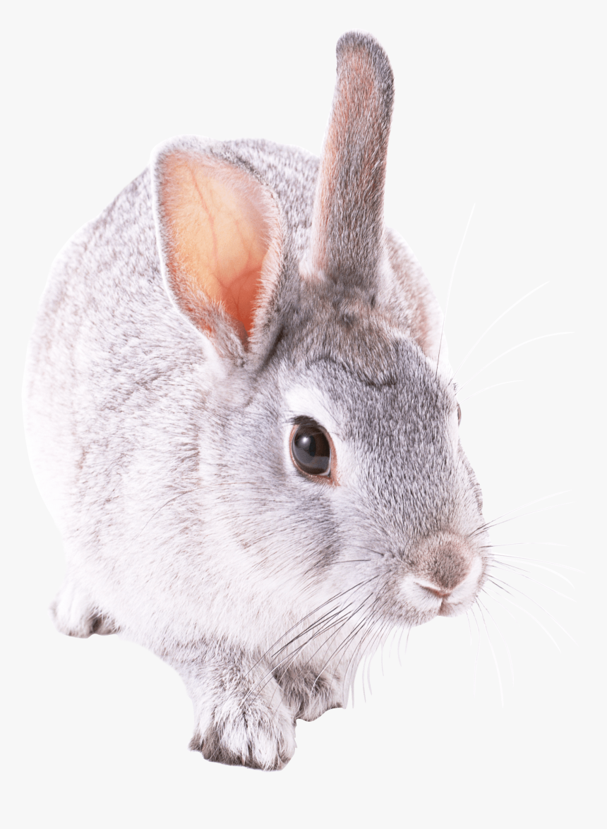 White Rabbit Png Free Images - Chinchilla Rabbit Png, Transparent Png, Free Download