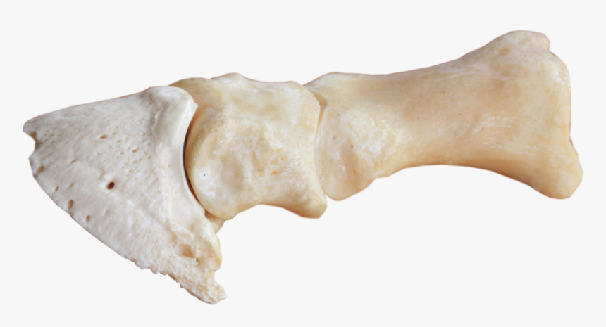 Leg bone - Wikipedia