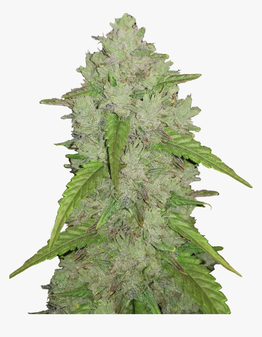 Original Auto Amnesia Haze - Amnesia Haze, HD Png Download, Free Download