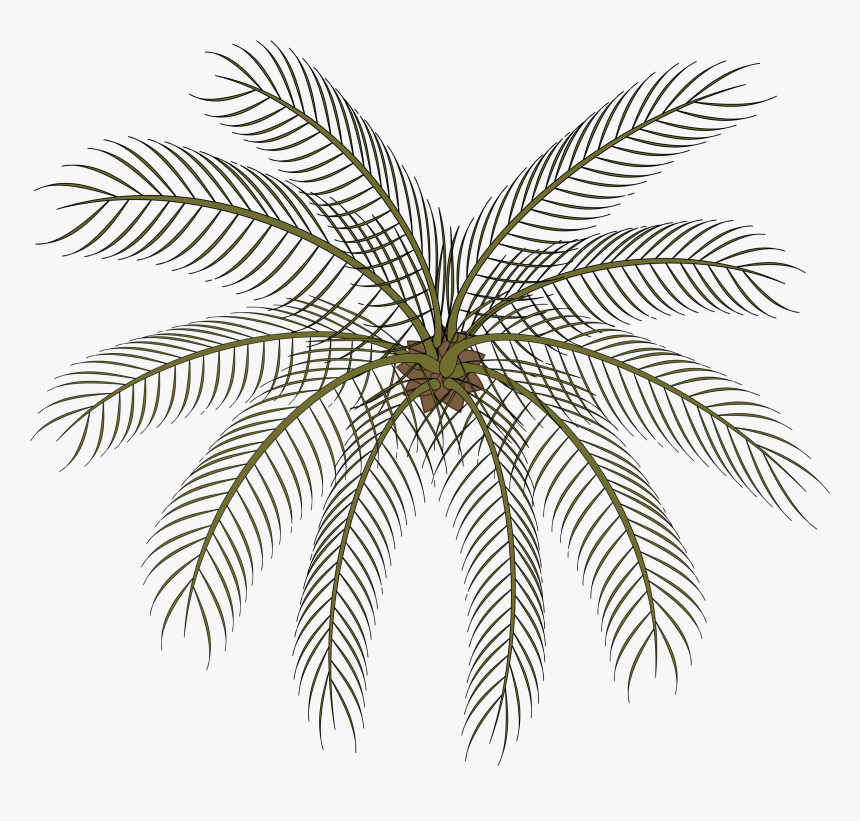 Palm-02a Clip Arts - Small Palms Top View Png, Transparent Png, Free Download
