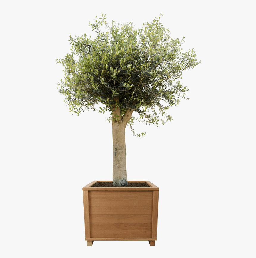 Transparent River Birch Png - Bonsai, Png Download, Free Download