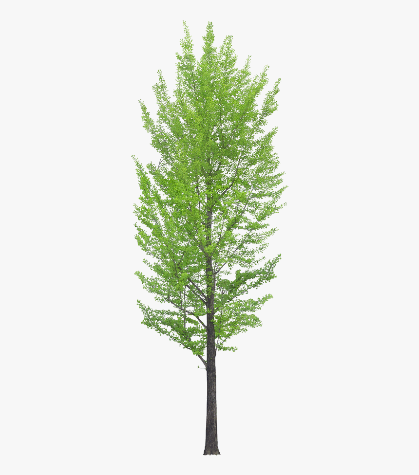 Pond Pine, HD Png Download, Free Download