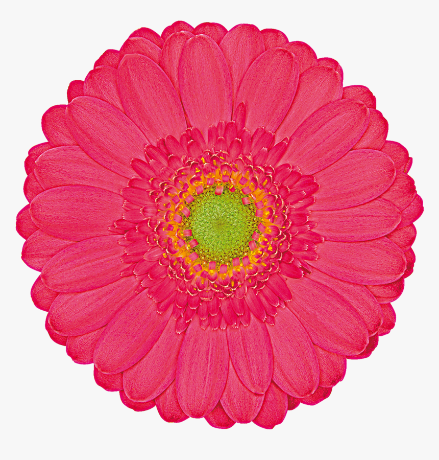 Barberton Daisy, HD Png Download, Free Download