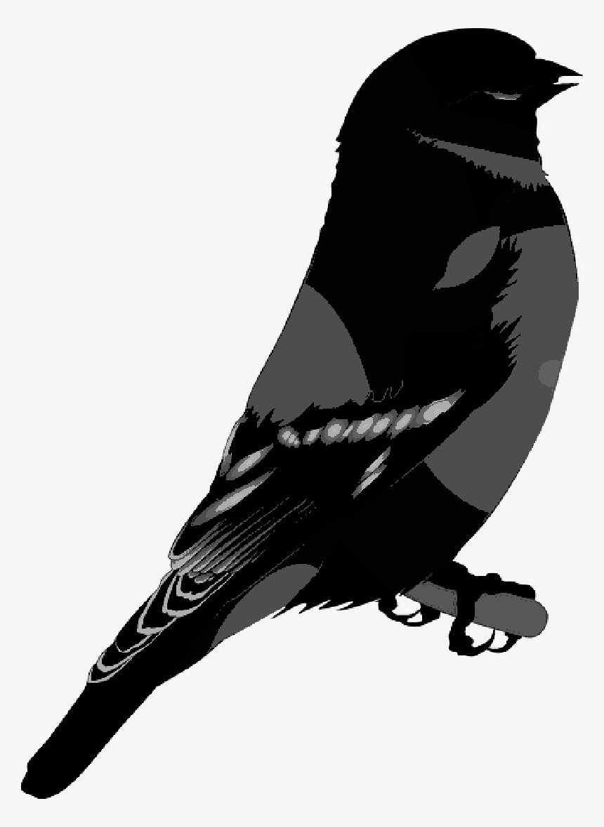 American Crow Common Raven Crow Family Silhouette - Illustration, HD Png Download, Free Download