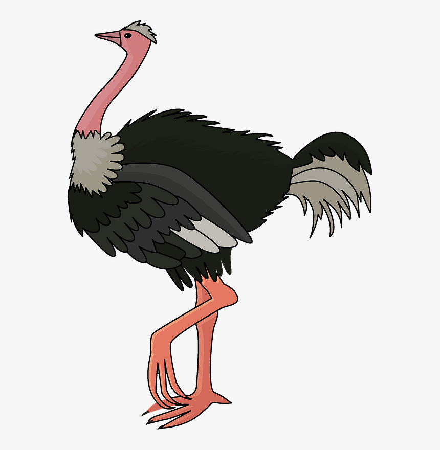 ostrich clipart pictures