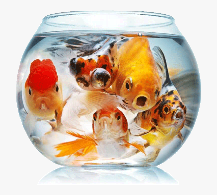 Crowded Fish Bowl - Big Fish Small Bowl, HD Png Download, Free Download