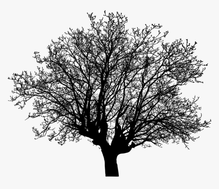 Oak, HD Png Download, Free Download