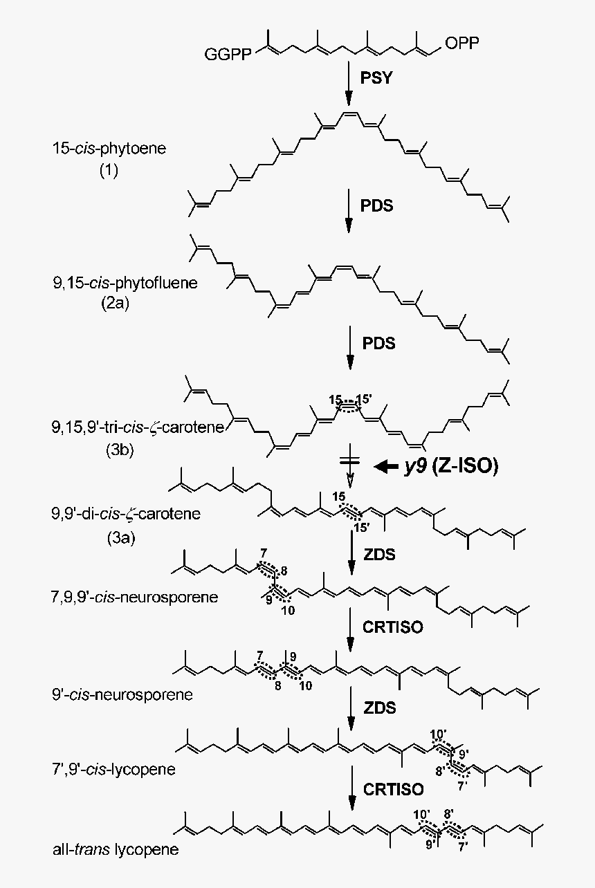 Carotenoid Pathway Shop Neurosporene, HD Png Download, Free Download