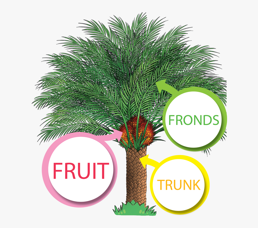 The Productive Oil Palm - Palm Oil Tree Png, Transparent Png, Free Download