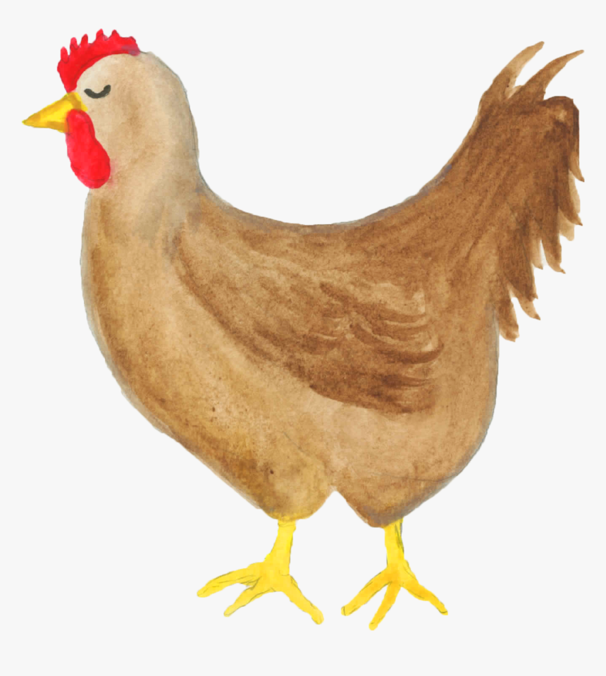 Transparent Chicken Clipart Png - Hen Flightless Bird, Png Download, Free Download