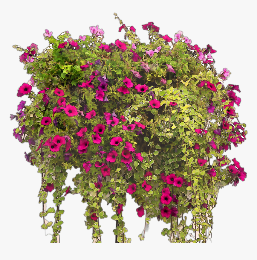 Transparent Bougainvillea Png, Png Download, Free Download