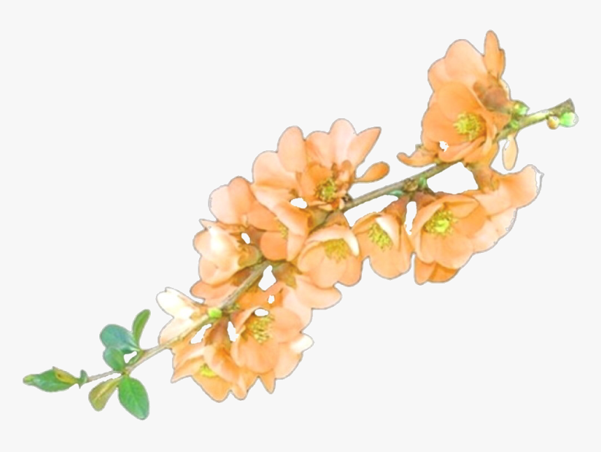 #png #pngs #transparent #transparents #sticker #stickers - Flower ...
