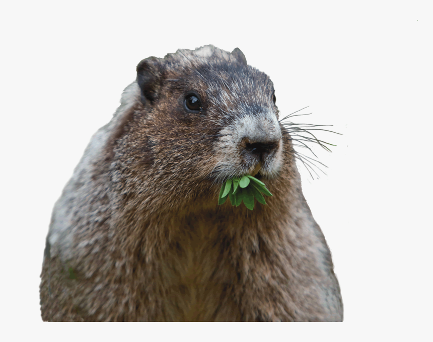 Can That Cute Groundhog Reall - Punxsutawney Phil, HD Png Download, Free Download