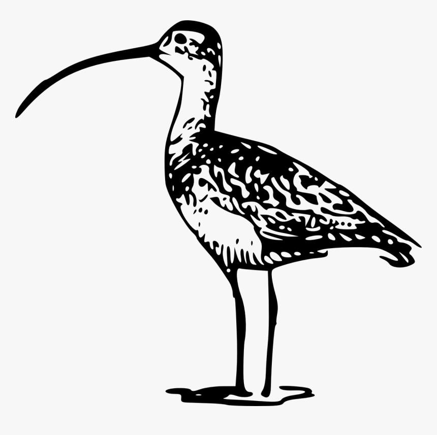 Long Billed Curlew Drawing, HD Png Download, Free Download