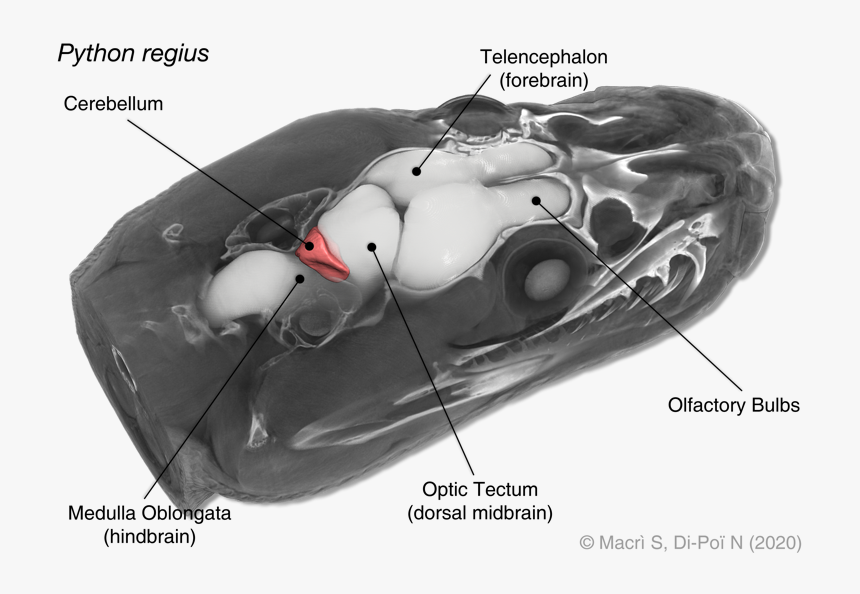 Ball Python Brain, HD Png Download, Free Download