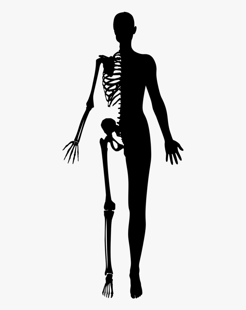 Transparent Scary Girl Png - Half Human Half Skeleton, Png Download, Free Download