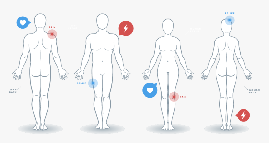 Endocannabinoids And The Human Body - Mannequin, HD Png Download, Free Download