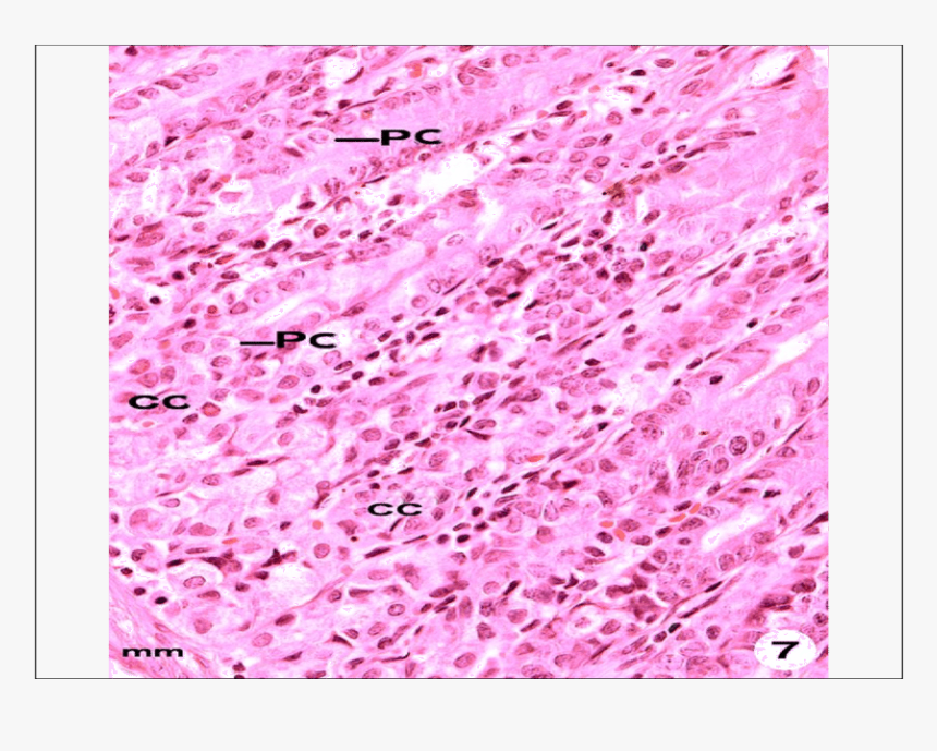 Cross Section Of Stomach Of A Control Rat Showing The - Illustration, HD Png Download, Free Download