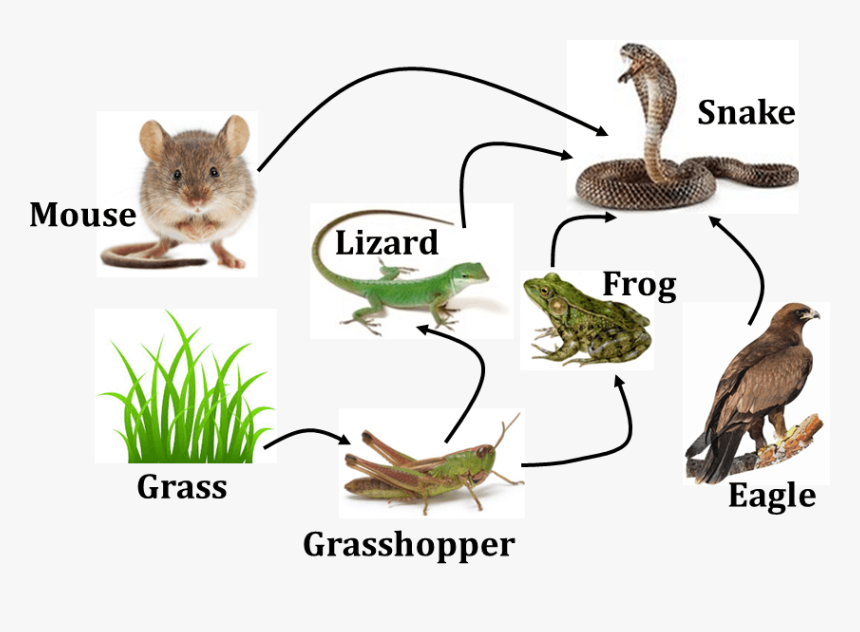 Diagram Shows Food Web Of Animals Food Web In Science HD Png 