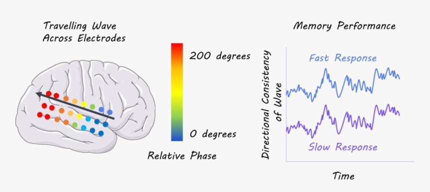 Brain, S Ervier Medical Art, Image By Brainpost, Cc, HD Png Download, Free Download