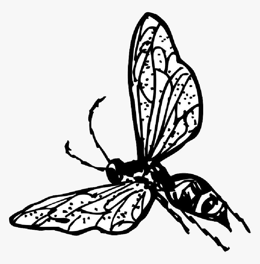 Collection Of Free Bee Drawing Butterfly Download On - Wasp Clip Art Transparent, HD Png Download, Free Download