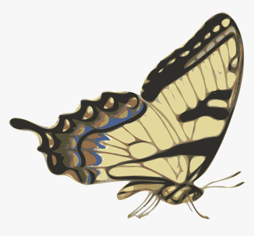 Thumb Image - Side View Butterfly Png, Transparent Png, Free Download