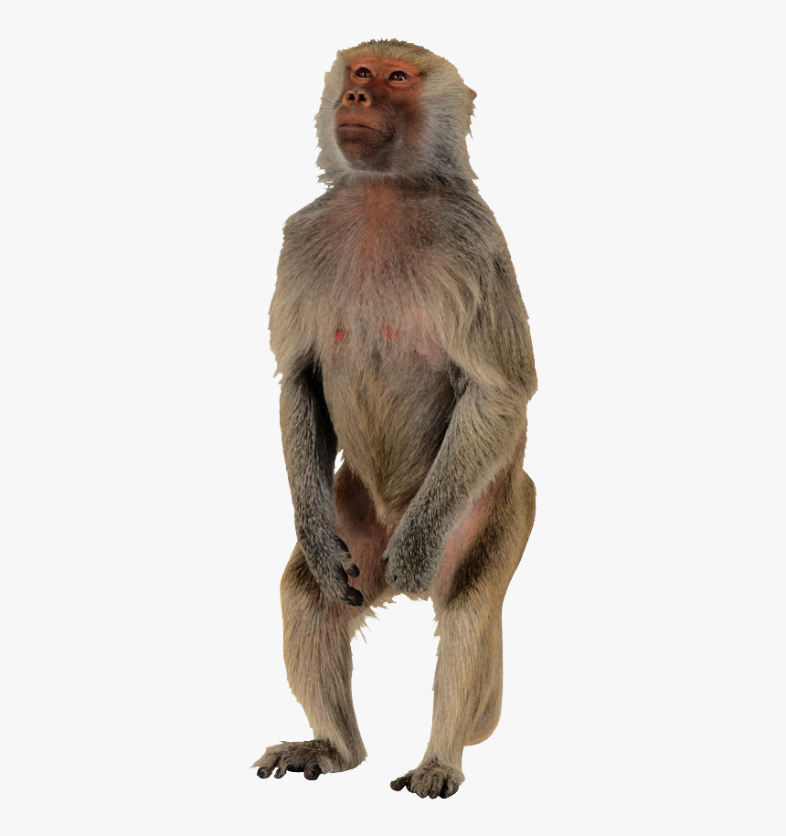 Macaque Png Images Download - Macaque Png, Transparent Png, Free Download