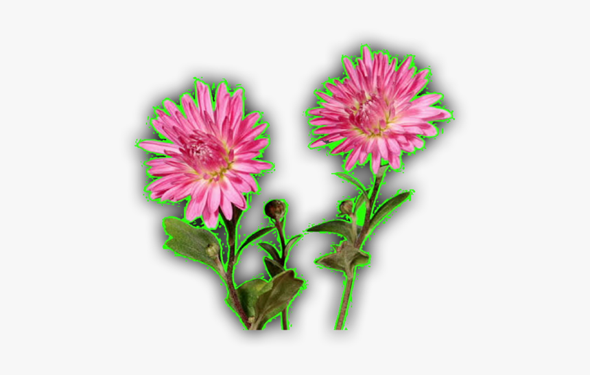 Chrysanths, HD Png Download, Free Download