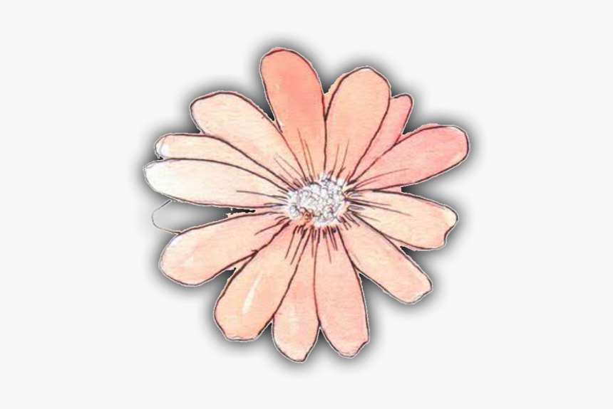 Gerbera, HD Png Download, Free Download