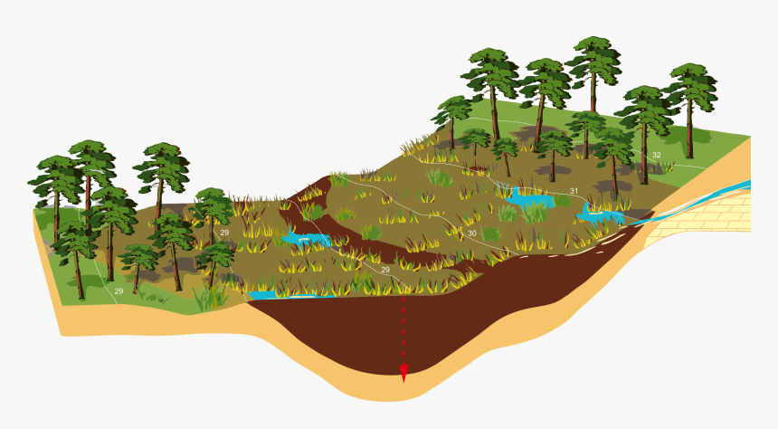 Kanna Spring Fen On The Slope Of Saaremaa Upland - Conservation Of Biodiversity, HD Png Download, Free Download