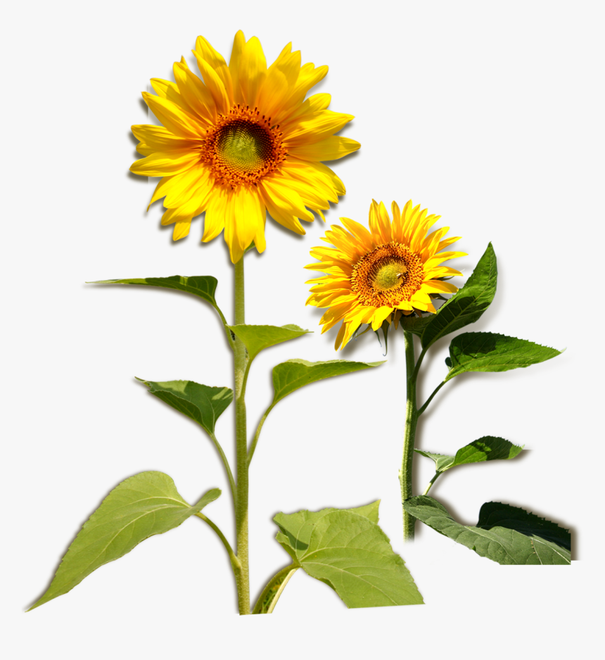 Common Sunflower Plant Download - การ์ด สวัสดี ปี ใหม่ 2555, HD Png Download, Free Download