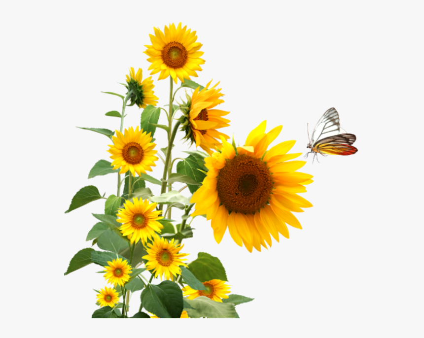 Art Of Self Transformation - Sunflower And Butterfly Art, HD Png Download, Free Download