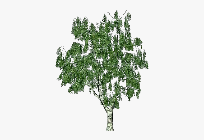 3d Trees - Birch - Acca Software - Birch, HD Png Download, Free Download