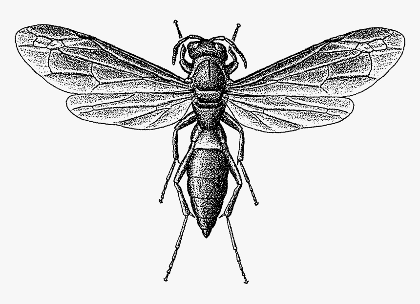 Wasp Png , Png Download - Jk Carriere Winery, Transparent Png, Free Download