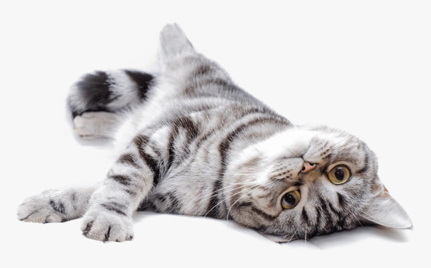 American Shorthair, HD Png Download, Free Download