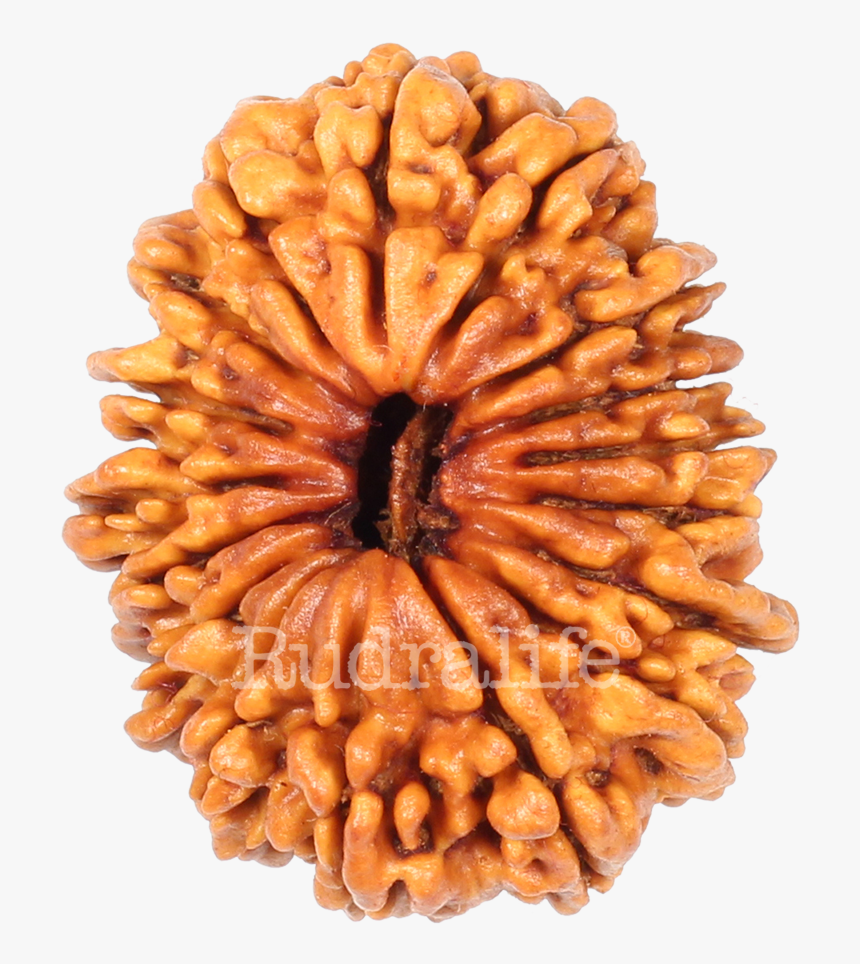 Seventeen Mukhi Rudraksha Rudraksha - Cruller, HD Png Download, Free Download