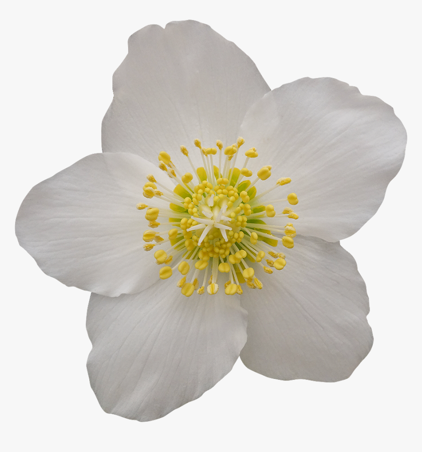 Fleur Blanche Fond Transparent, HD Png Download, Free Download