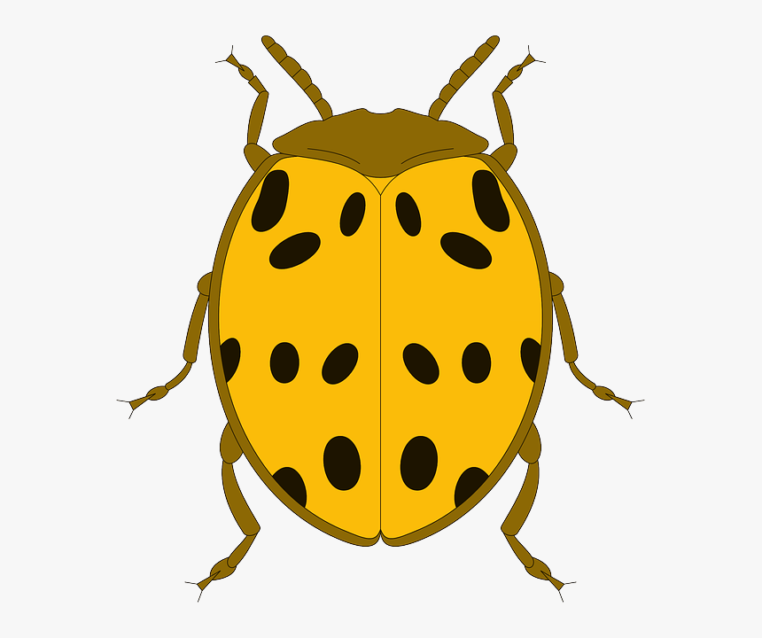 Black, Top, View, Yellow, Ladybug, Wings, Beetle - Yellow Beetle Clipart, HD Png Download, Free Download