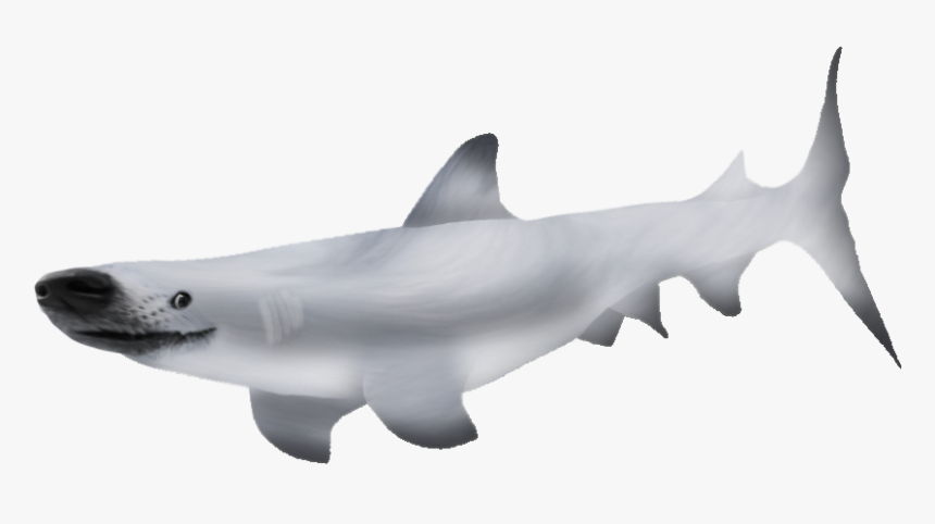 Bronze Hammerhead Shark, HD Png Download, Free Download