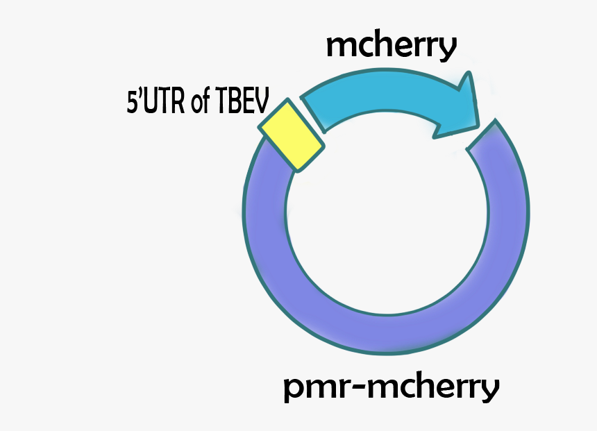 Packages Targeting Neuron , Png Download - Strawberry, Transparent Png, Free Download