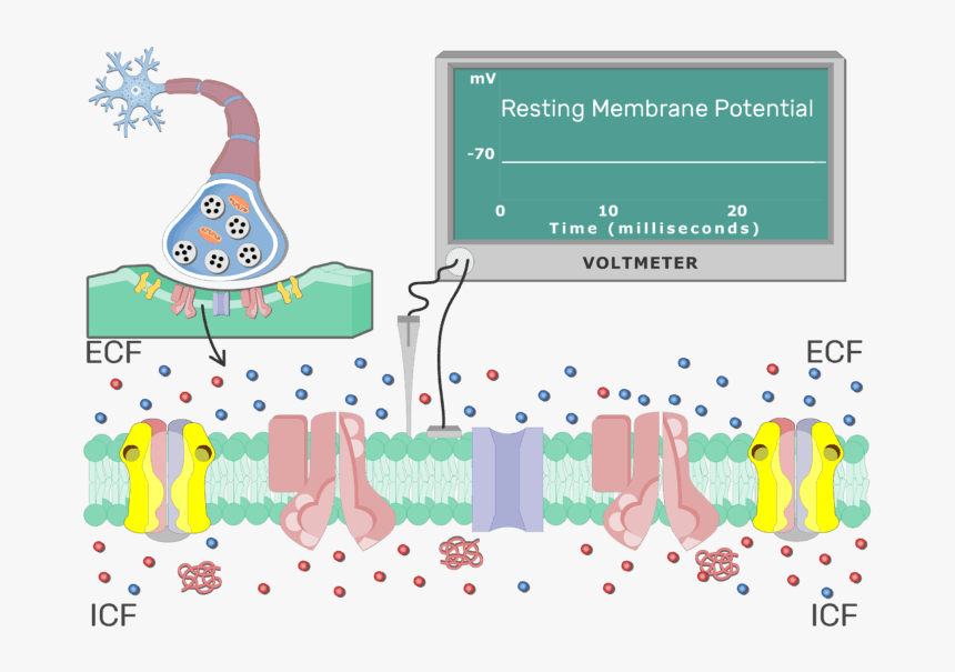 An Image Showing Na Ion Diffusion Through A Channel, HD Png Download, Free Download