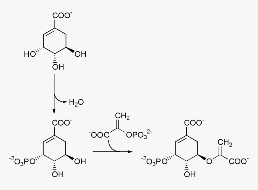 Chorismate Pathway 1 - Chorismate, HD Png Download, Free Download