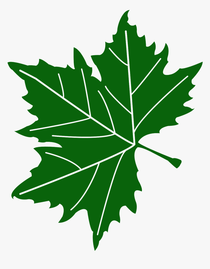 American Sycamore Leaf, HD Png Download, Free Download