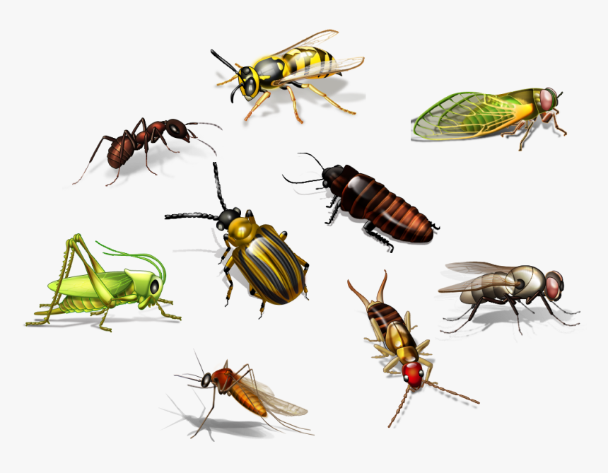 Insect Png Transparent Picture - Insects Name In Hindi, Png Download, Free Download