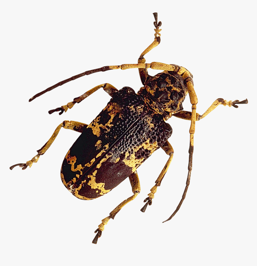 Insect Png Image - Real Insect Png, Transparent Png, Free Download